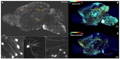 Tissue clearing applications in memory engram research